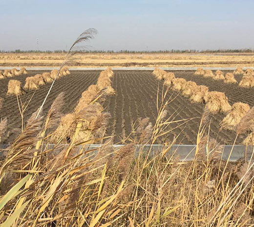 盤錦綠傲米業(yè)有限公司規(guī)模！